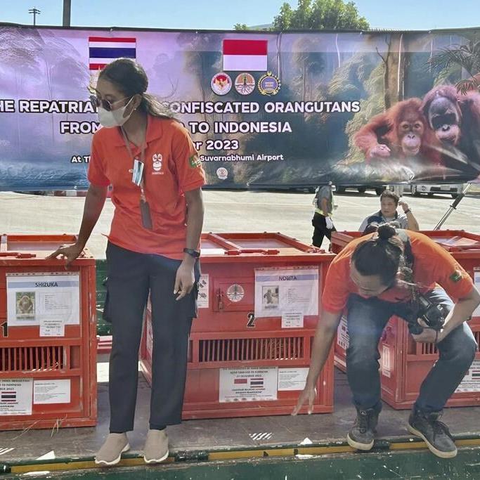 Thailand sends 3 orangutans rescued from illicit wildlife trade back to Indonesia